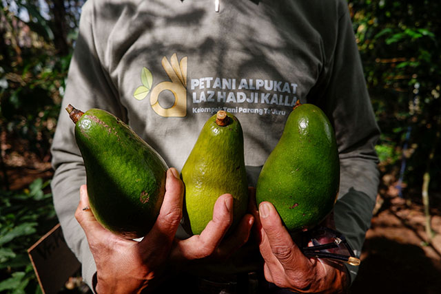 Panen perdana dari benih alpukat varietas unggul bersama para petani binaan di Desa Tonasa.