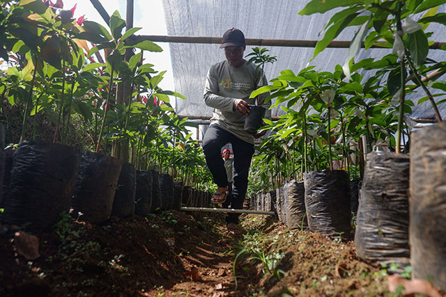 Kegiatan awal berupa pembagian 1.000 benih alpukat unggul kepada petani binaan yang ditanam di lahan seluas 6,8 Ha yang tersebar di beberapa titik.