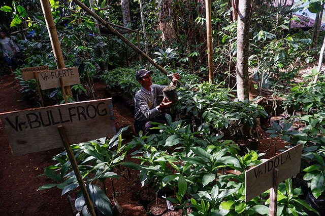 Kegiatan awal berupa pembagian 1.000 benih alpukat unggul kepada petani binaan yang ditanam di lahan seluas 6,8 Ha yang tersebar di beberapa titik.