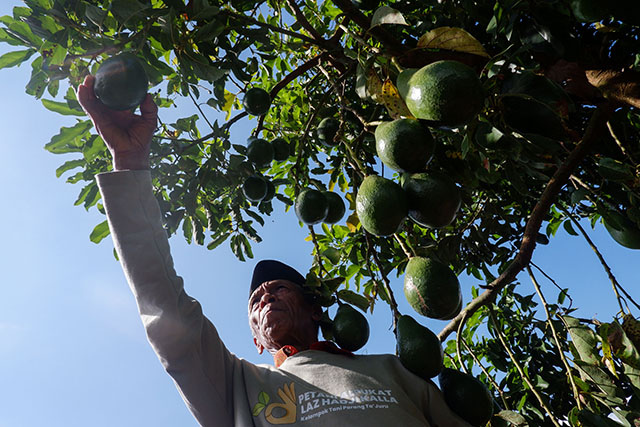 Panen perdana dari benih alpukat varietas unggul bersama para petani binaan di Desa Tonasa.