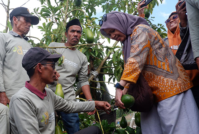 LAZ Hadji Kalla melalui bidang community development melakukan panen perdana dari benih alpukat varietas unggul bersama para petani binaan di Desa Tonasa.