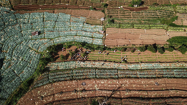 Panen perdana dari benih alpukat varietas unggul bersama para petani binaan di Desa Tonasa.