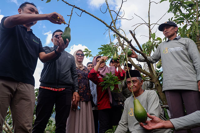 LAZ Hadji Kalla melalui bidang community development melakukan panen perdana dari benih alpukat varietas unggul bersama para petani binaan di Desa Tonasa.