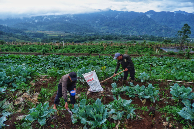 Petani memberikan pupuk urea di area perkebunan tanaman sayurnya di Desa Tonasa, Kecamatan Tombolopao, Kabupaten Gowa.