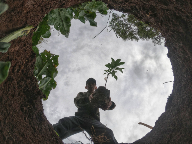 Petani menanam bibit alpukat varietas unggul di area perkebunan sayurnya.