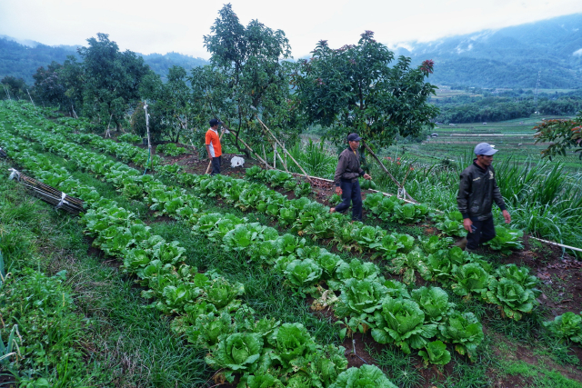 Budidaya alpukat dipilih karena tanaman ini dinilai cocok tumbuh di sekitar lahan sayur. Selain itu, pemanfaatan pupuk yang telah disebar untuk tanaman sayur juga dapat diserap oleh pohon alpukat.