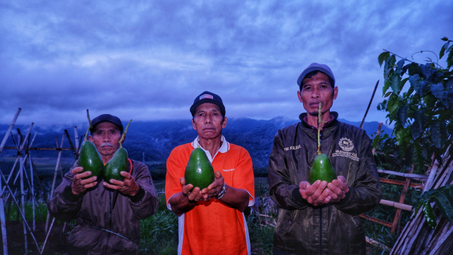 Petani memperlihatkan buah alpukat varietas unggul yang telah di panen.