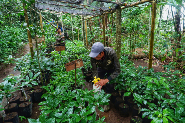 Area pembibitan alpukat varietas unggul di Desa Tonasa, Kecamatan Tombolopao, Kabupaten Gowa.