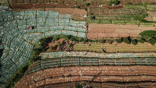 Budidaya alpukat dipilih karena tanaman ini dinilai cocok tumbuh di sekitar lahan sayur. Selain itu, pemanfaatan pupuk yang telah disebar untuk tanaman sayur juga dapat diserap oleh pohon alpukat.