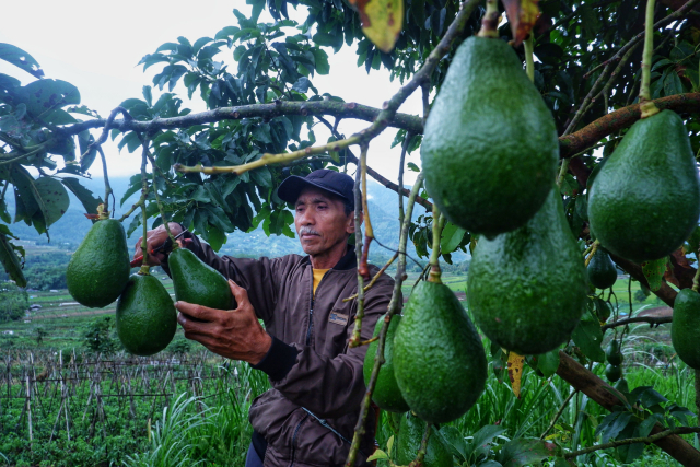 Budidaya Alpukat Tingkatkan Taraf Ekonomi Petani di Desa Tonasa