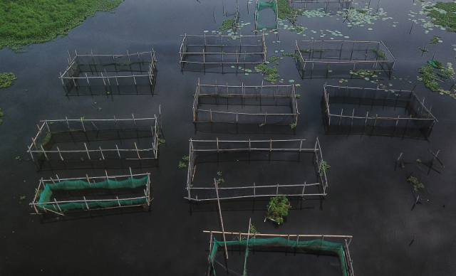 Kawasan budidaya ikan air tawar di Danau Balang Tonjong, Kelurahan Antang, Kecamatan Manggala, Makassar.