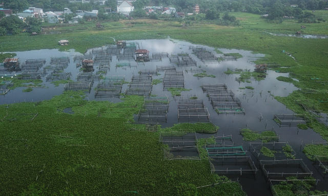 Budidaya Ikan Air Tawar di Danau Balang Tonjong