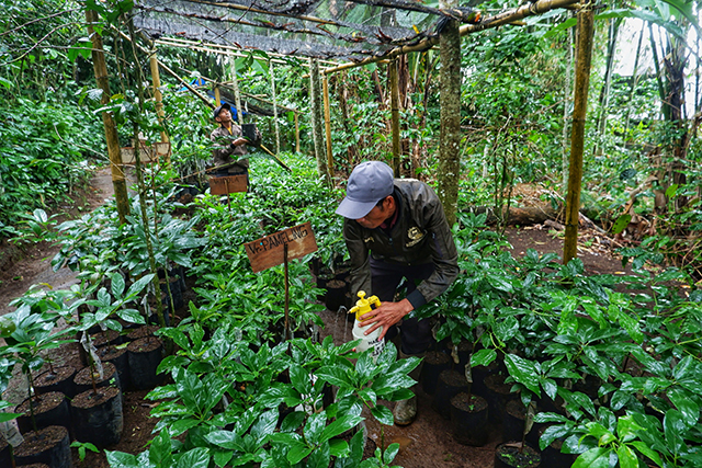 Program budidaya alpukat varietas unggul yang digalakkan di daerah ini telah menunjukkan hasil yang signifikan.