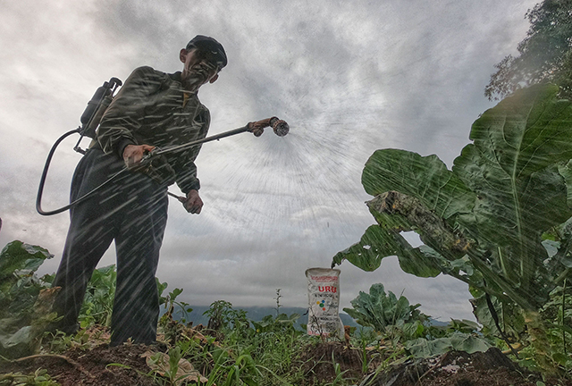 Para petani menggunakan metode tanam di tengah kebun sayur untuk mendukung nutrisi tanah dan memastikan tanaman mendapatkan unsur hara yang cukup saat diberikan pupuk.