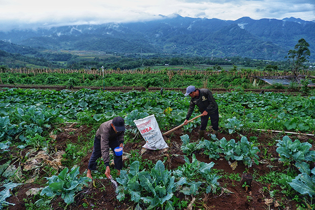 Para petani menggunakan metode tanam di tengah kebun sayur untuk mendukung nutrisi tanah dan memastikan tanaman mendapatkan unsur hara yang cukup saat diberikan pupuk.