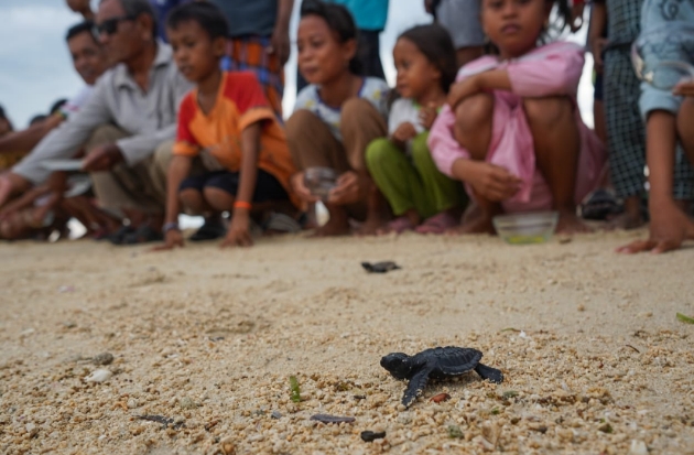 Ratusan tukik atau anak penyu yang dilepasliarkan merupakan jenis penyu lekang dan penyu sisik.