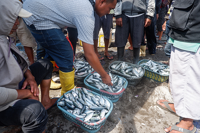 Seorang pembeli memeriksa kualitas ikan layang di Tempat Pelelangan Ikan (TPI) Beba, Takalar. Proses tawar-menawar berlangsung cepat di antara keranjang-keranjang penuh hasil laut segar yang baru saja didaratkan nelayan.