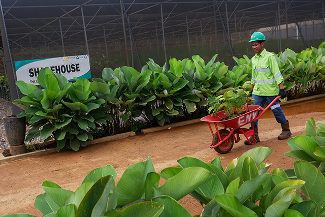 Aktivitas kru Enviro Harita Nickel di area Pusat Pembibitan Tanaman untuk Reklamasi (Nursery) dan kawasan reklamasi Harita Nickel, Pulau Obi, Maluku Utara, Selasa (16/9/2025).