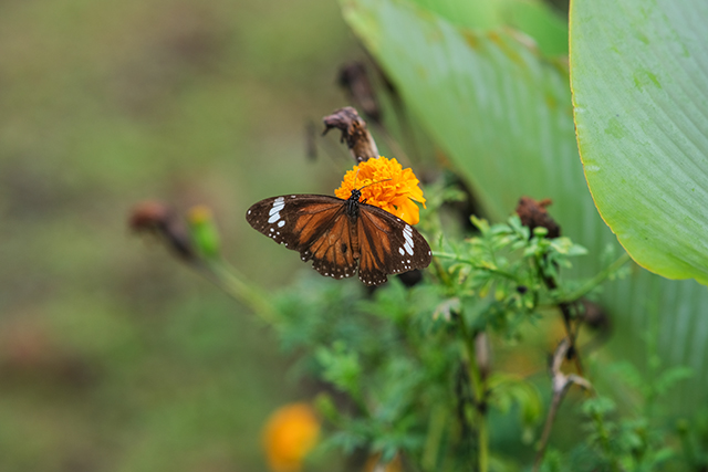 Seekor kupu-kupu terlihat di area Pusat Pembibitan Tanaman untuk reklamasi (nursery) di Pulau Obi, Maluku Utara, Selasa (16/9/2025).