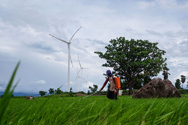 Seorang petani merawat tanaman padi dengan latar turbin Pembangkit Listrik Tenaga Bayu (PLTB) Tolo di Kabupaten Jeneponto, Sulawesi Selatan.