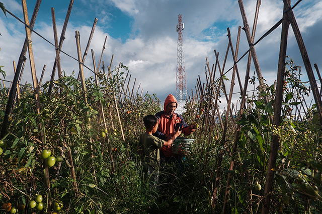 Seorang petani bersama anaknya memetik tomat di kebun mereka dengan latar menara Base Transceiver Station (BTS) milik PT Tower Bersama Infrastructure Tbk. (TBIG) di Kampung Tappanjeng, Kelurahan Pattapang, Kecamatan Tinggimoncong, Kabupaten Gowa, Sulawesi Selatan, Sabtu (12/7/2025).