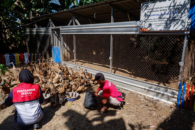 Petugas Pertamina Peduli bersama anggota Kelompok Laleng Kassie memberikan pakan hasil olahan limbah Program Makanan Bergizi Gratis (MBG) kepada ternak bebek petelur di Desa Baji Mangngai, Kecamatan Mandai, Kabupaten Maros, Sulawesi Selatan, Selasa (02/09/2025). Program ini merupakan bagian dari inisiatif tanggung jawab sosial PT Pertamina Patra Niaga dalam mengembangkan ekonomi sirkular berbasis masyarakat.