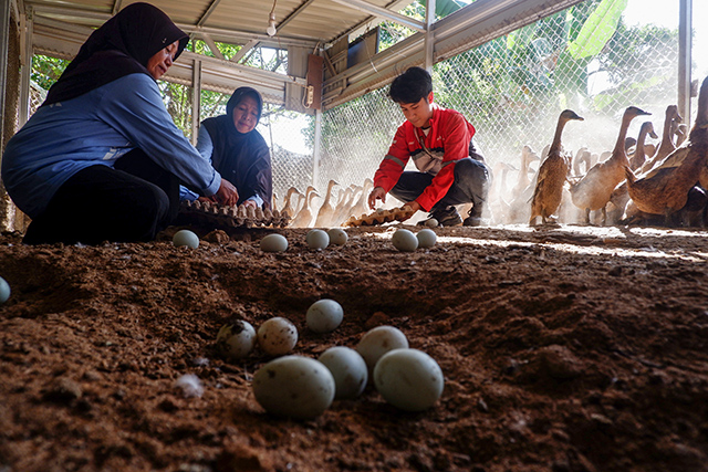 Anggota Kelompok Laleng Kassie bersama Petugas Pertamina Peduli memungut telur bebek petelur di Desa Baji Mangngai, Kecamatan Mandai, Kabupaten Maros, Sulawesi Selatan, Selasa (02/09/2025). Kegiatan ini merupakan bagian dari pengembangan ekonomi sirkular melalui pemanfaatan limbah organik Program Makanan Bergizi Gratis (MBG) sebagai pakan ternak bebek.