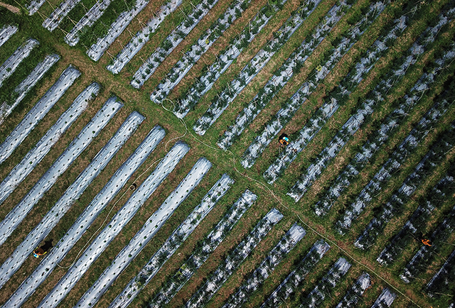Para petani di Desa Kalongliud, Kecamatan Nanggung, Kabupaten Bogor, merawat tanaman hortikultura yang dikembangkan melalui program ketahanan pangan Antam Pongkor.