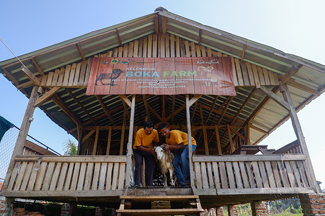 Dua anggota Kelompok Tani Boka Farm memeriksa ternak kambing di kandang budidaya hewani di Desa Kalongliud, Bogor, Jumat (17/10/2025).