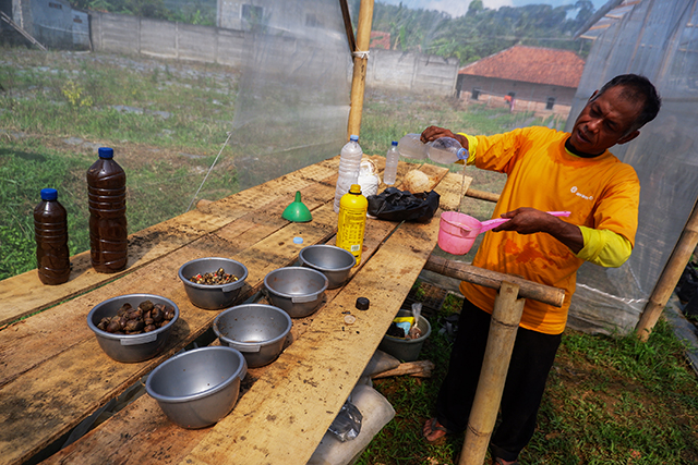 Seorang petani mengolah pupuk organik di Desa Kalongliud, Kecamatan Nanggung, Kabupaten Bogor, sebagai bagian dari upaya penguatan ketahanan pangan dan pertanian berkelanjutan yang didorong melalui program pemberdayaan Antam Pongkor.