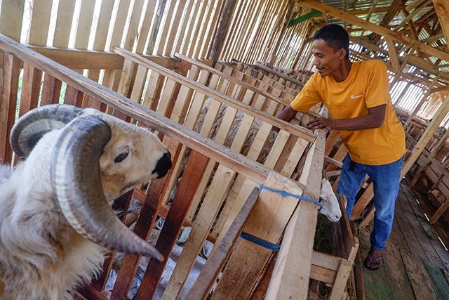 Seorang Kelompok Tani Boka Farm memeriksa ternak kambing di kandang budidaya hewani di Desa Kalongliud, Bogor, Jumat (17/10/2025).
