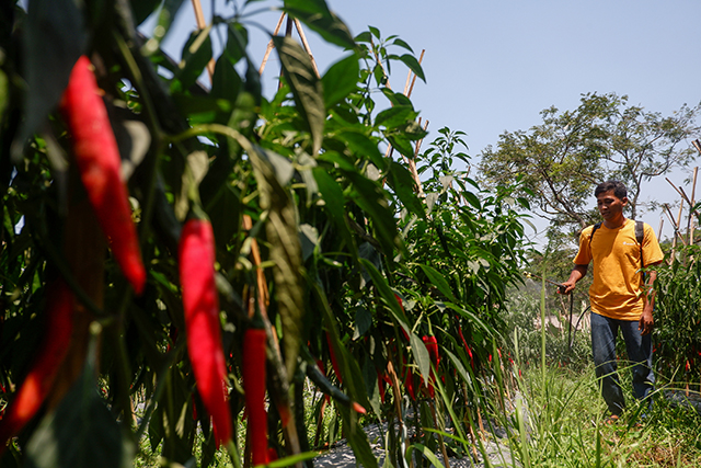 Seorang petani merawat tanaman cabai di lahan pertanian Desa Kalongliud, Kecamatan Nanggung, Bogor. Pengembangan hortikultura seperti cabai menjadi bagian dari program pemberdayaan ekonomi dan ketahanan pangan yang didukung Antam melalui UBPE Pongkor, Jumat (17/10/2025).