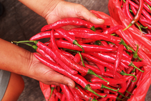 petani memperlihatkan hasil panen tanaman cabai di lahan pertanian Desa Kalongliud, bagian dari program pemberdayaan ekonomi dan ketahanan pangan yang didukung Antam melalui UBPE Pongkor, Jumat (17/10/2025).