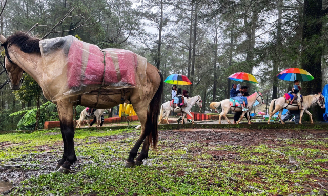 Wisata Berkuda Jadi Daya Tarik Pengunjung Hutan Pinus Malino
