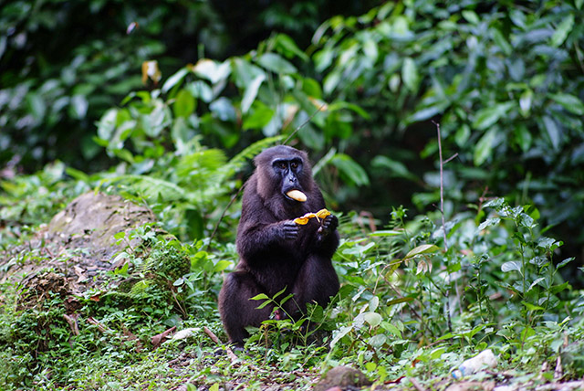 Seekor Macaca maura menikmati makanan pemberian manusia di Camba, Maros—kebiasaan yang perlahan membuat satwa liar kehilangan insting bertahan di alam.