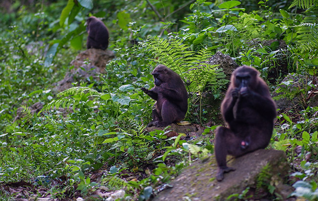 Sekelompok Macaca maura tampak makan di tepian hutan Camba, Maros—indikasi kuat ketergantungan pada pemberian manusia yang perlahan mengikis perilaku alaminya.