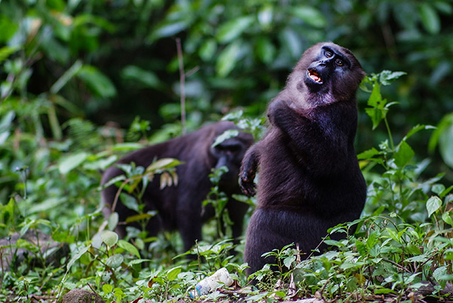 Seekor Macaca maura tampak mendekat dengan gestur “meminta” di kawasan Camba, Maros.