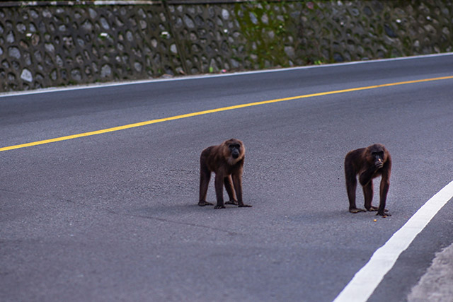 Dua ekor Macaca maura terlihat berdiri di tengah Jalan Poros Camba, Maros—menunggu uluran makanan dari pengendara.
