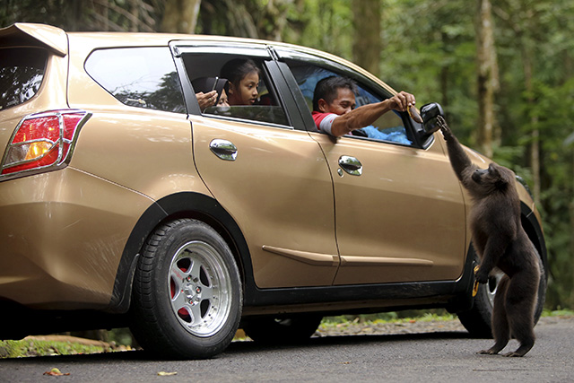 Satwa Liar Jadi Pengemis di Poros Camba