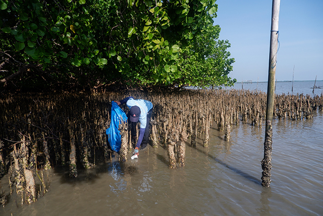 Aksi Bersih Sungai Jaga Kelestarian Mangrove di Pesisir Bone