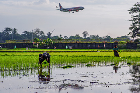 Petani menanam bibit padi di area persawahan Kecamatan Mandai, Kabupaten Maros, Jumat (8/5/2026). Aktivitas pertanian tersebut menjadi bagian dari upaya menjaga produktivitas pangan di tengah bentang alam yang berdekatan dengan kawasan Bandara Internasional Sultan Hasanuddin.