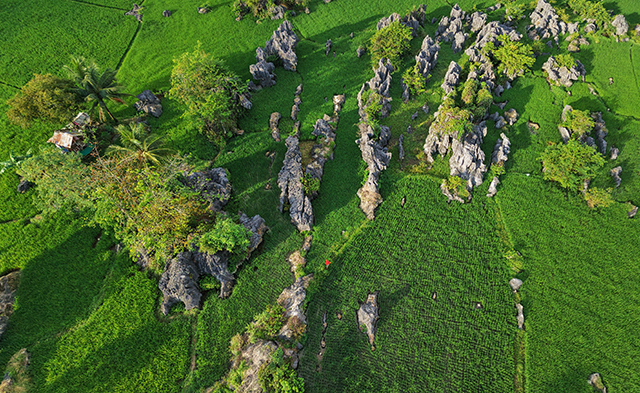 Seorang petani berada di tengah gugusan karst dan hamparan sawah hijau di kawasan Rammang-Rammang, Kabupaten Maros