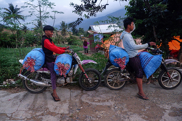 Petani membawa hasil panen bawang merah menggunakan sepeda motor di Petani membawa hasil panen bawang merah menggunakan sepeda motor di Kecamatan Anggeraja, Kabupaten Enrekang.