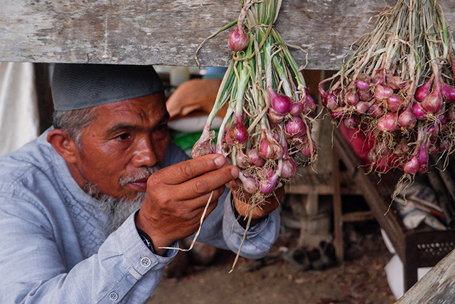 Muhajir, petani bawang merah di Kabupaten Enrekang, memeriksa hasil panen yang sedang dikeringkan sebelum dipasarkan.