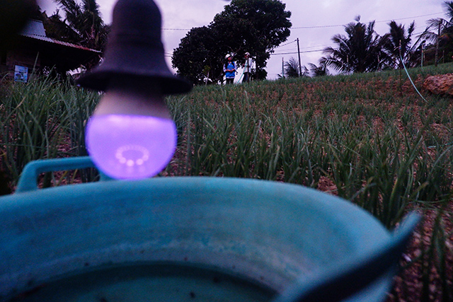 Petugas PLN bersama petani meninjau kebun bawang merah di Kecamatan Anggeraja, Kabupaten Enrekang.