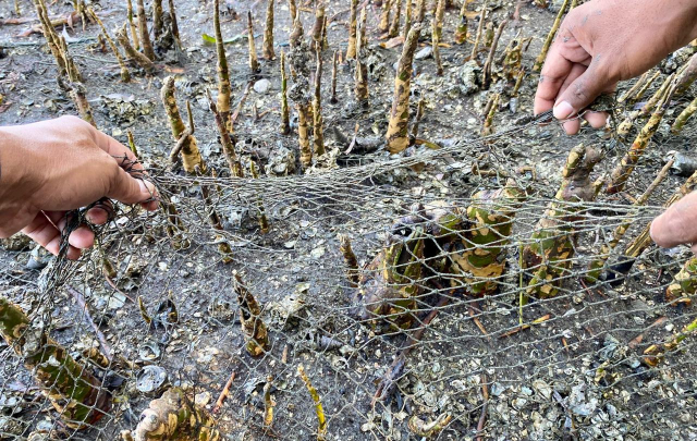Relawan Literasea melepaskan sisa jaring nelayan yang tersangkut di antara akar mangrove di pesisir Teluk Bone.