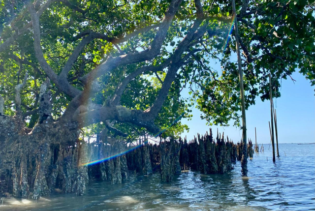 Literasea memilih perawatan darurat setelah menemukan sejumlah mangrove dewasa, khususnya jenis Padada (Sonneratia), dalam kondisi meranggas dan sekarat akibat terjerat sampah tak terurai.