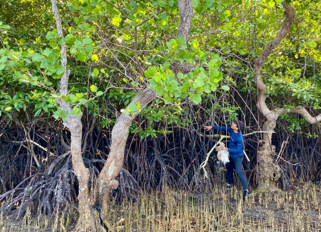 Pendiri Literasea, Bakti Munir, melakukan perawatan pohon mangrove dewasa di kawasan pesisir Teluk Bone, Sulawesi Selatan, Minggu (26/7/2026).