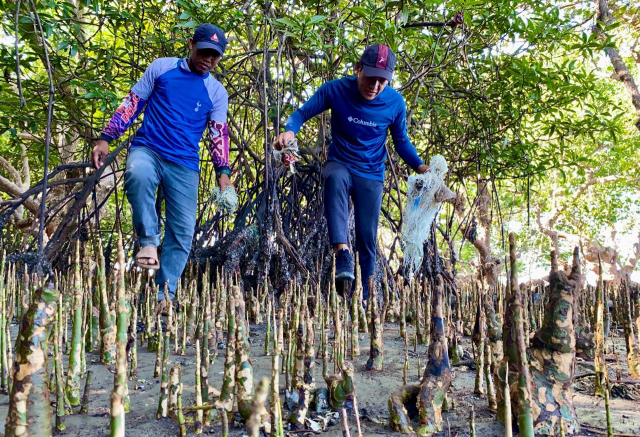 Hari Mangrove Sedunia, Literasea Selamatkan Pohon dari Jeratan Sampah