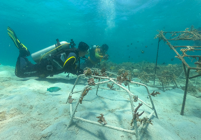 Kegiatan tersebut juga diisi dengan aksi adopsi dan transplantasi terumbu karang sebagai bentuk kepedulian terhadap kelestarian ekosistem laut sekaligus upaya memulihkan terumbu karang Indonesia demi keberlanjutan lingkungan bagi generasi mendatang.